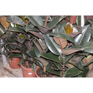FICUS ELASTICA BURGUNDY P23 MIN 3 HT
