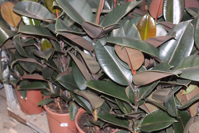 <h4>FICUS ELASTICA BURGUNDY P23 MIN 3 HT</h4>