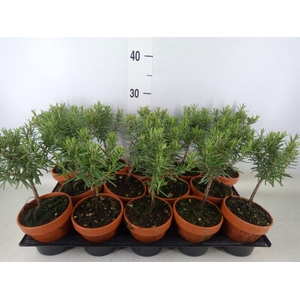 Rosmarinus officinalis   ...