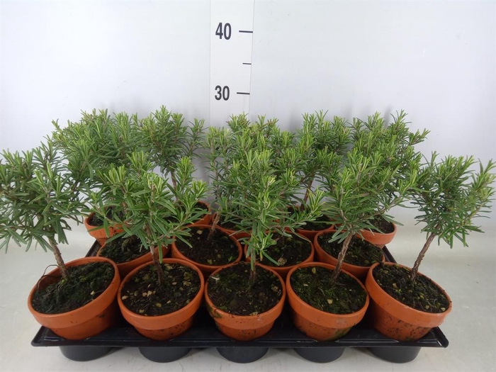 <h4>Rosmarinus officinalis   ...</h4>