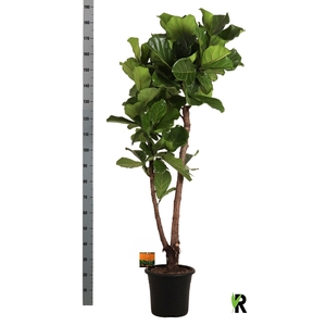 FICUS LYRATA