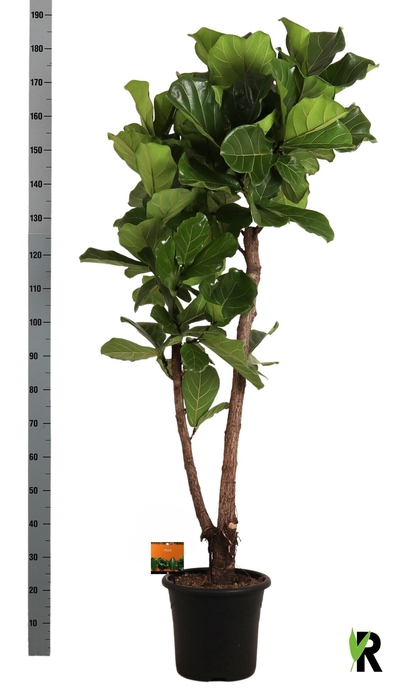 <h4>FICUS LYRATA</h4>