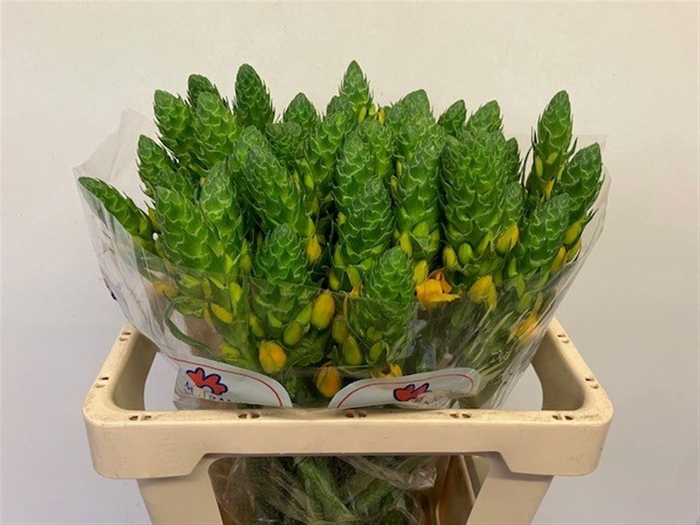 <h4>ORNIT DB GOLD STAR</h4>