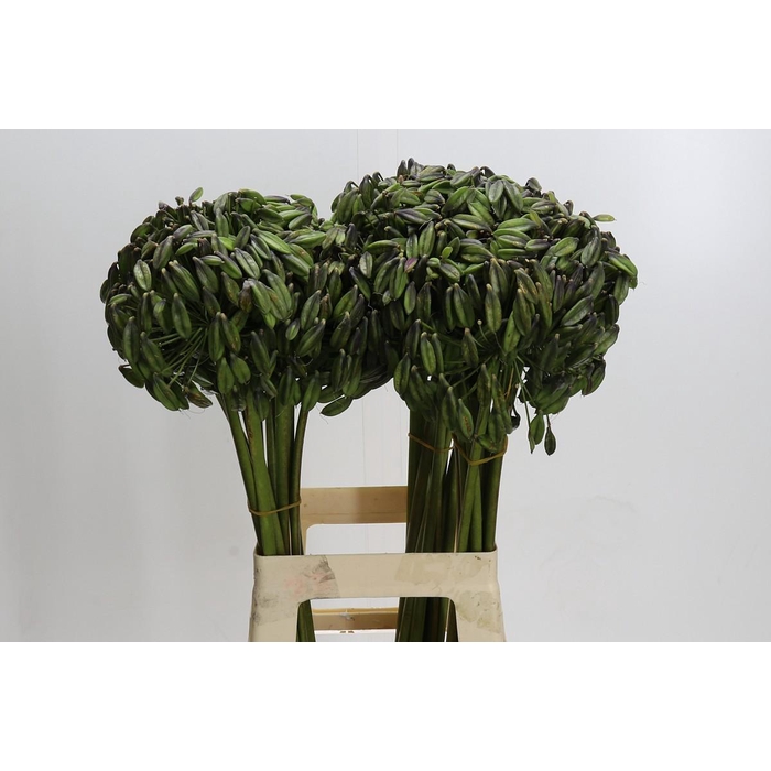 <h4>Agapanthus Seed</h4>