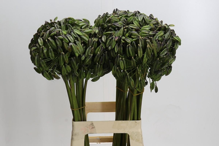 <h4>Agapanthus Seed</h4>