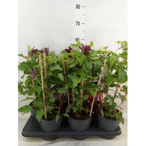 Clematis  'Boulevard'   ...