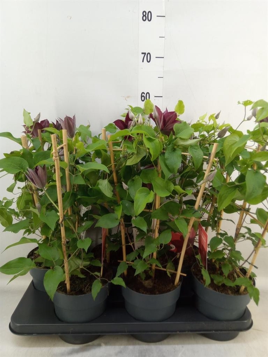 <h4>Clematis  'Boulevard'   ...</h4>