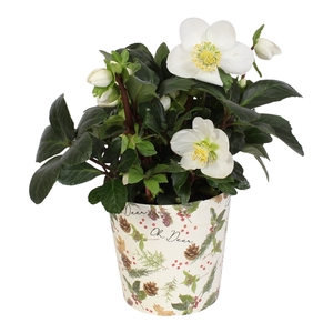 Helleborus n. Christmas Carol in pot oh deer