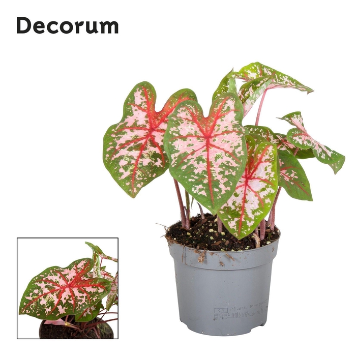 <h4>Caladium Carolyn Whorton Decorum</h4>