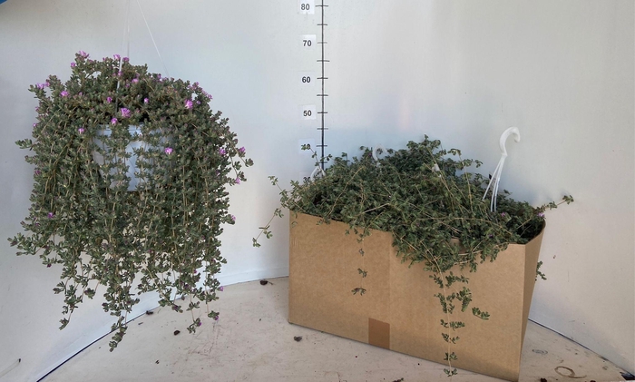 <h4>DROSANTHEMUM HISP</h4>