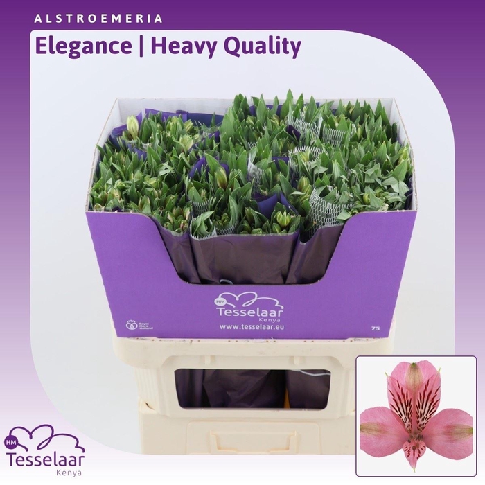 <h4>Alstroemeria Elegance | Heavy Quality</h4>