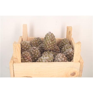 Pinea Fresh Middle X14