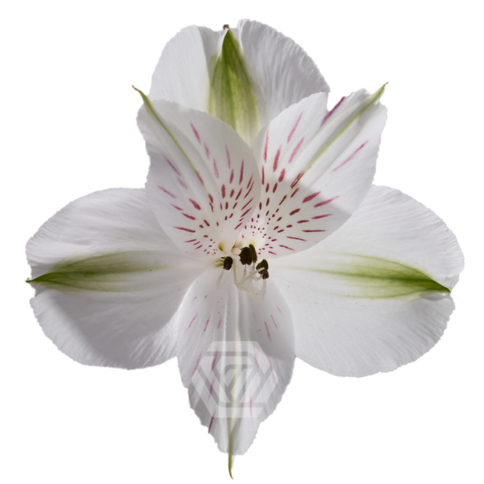 <h4>ALSTR BOUNTY Tessa</h4>