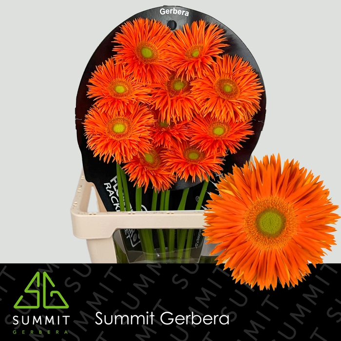 <h4>Gerbera Spider Yari</h4>