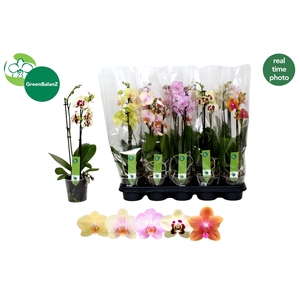 PHAL GEM