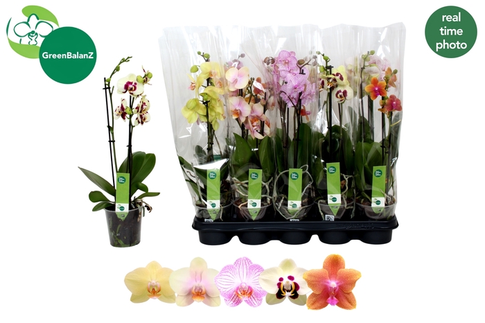 <h4>PHAL GEM</h4>