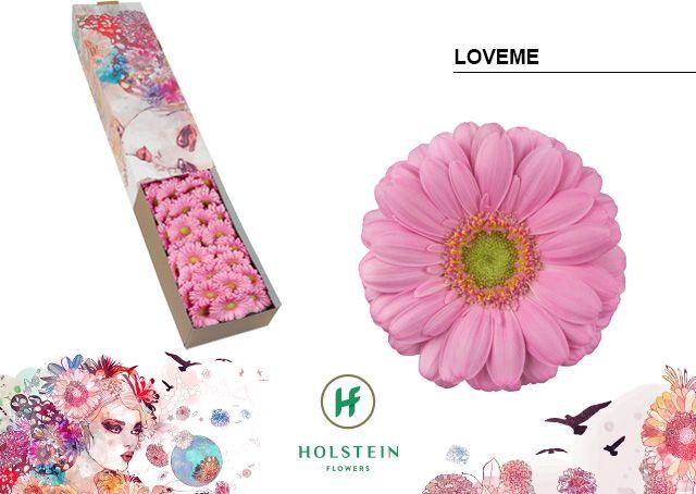 <h4>Germini Loveme Doos</h4>