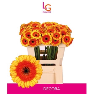 Germini Decora