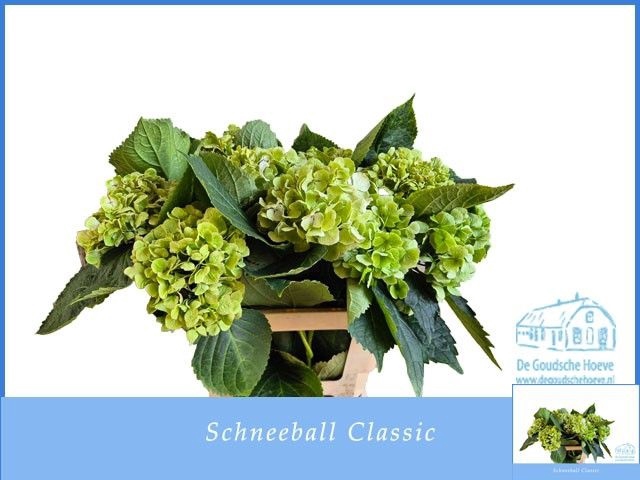 <h4>HYDR M SCHNEEBALL CL</h4>