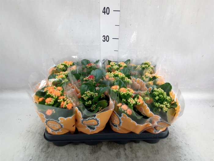 <h4>Kalanchoe blos.   ..rosebud mix</h4>