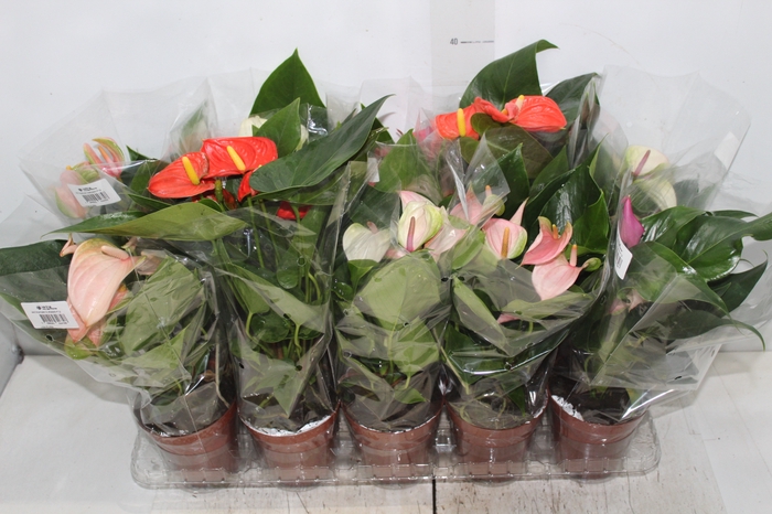 <h4>ANTHURIUM VARIADO P12</h4>