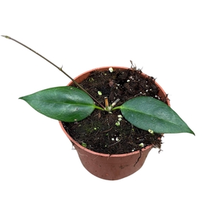 hoya paziae