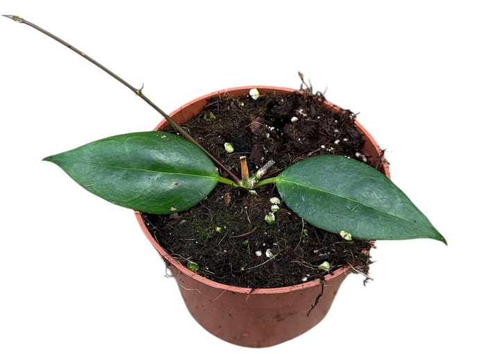 <h4>hoya paziae</h4>
