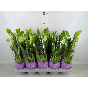Zamioculcas zamiifolia