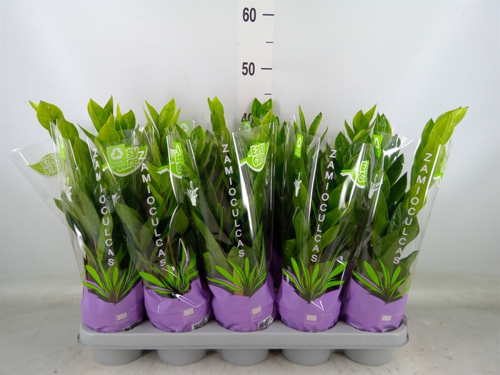 <h4>Zamioculcas zamiifolia</h4>