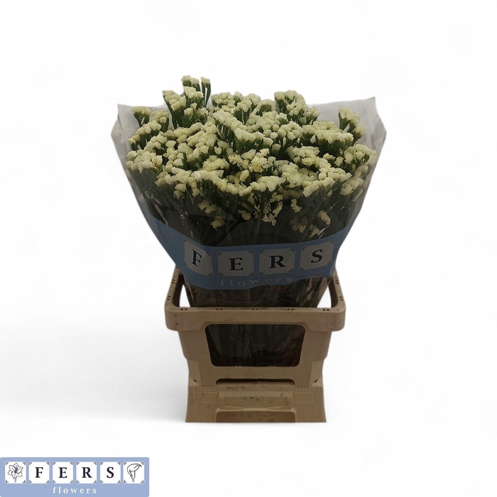 <h4>LIM S STARLIGHT WING</h4>