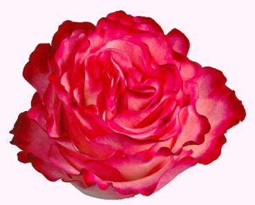 <h4>R Gr Enchantment Bicolor Pink 50cm EC</h4>