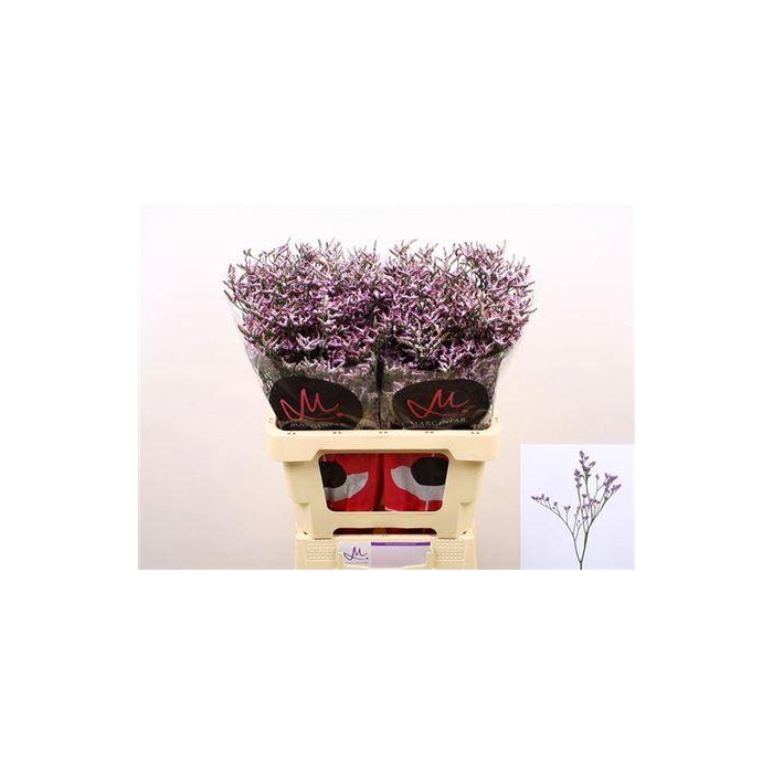 <h4>Lim Safora Lilac</h4>