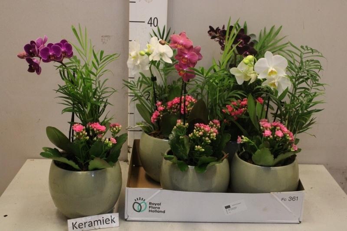 <h4>ARR KAMERPL BLOEI</h4>