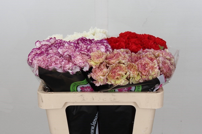 Dianthus St Mix Rainbow