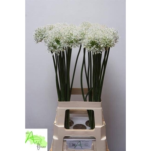 ALLIUM MOUNT EVEREST
