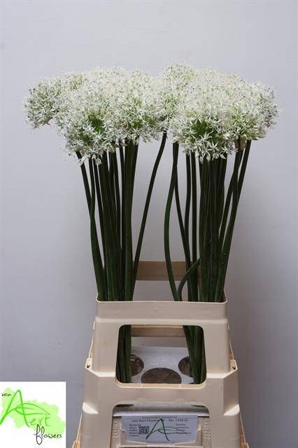 <h4>ALLIUM MOUNT EVEREST</h4>