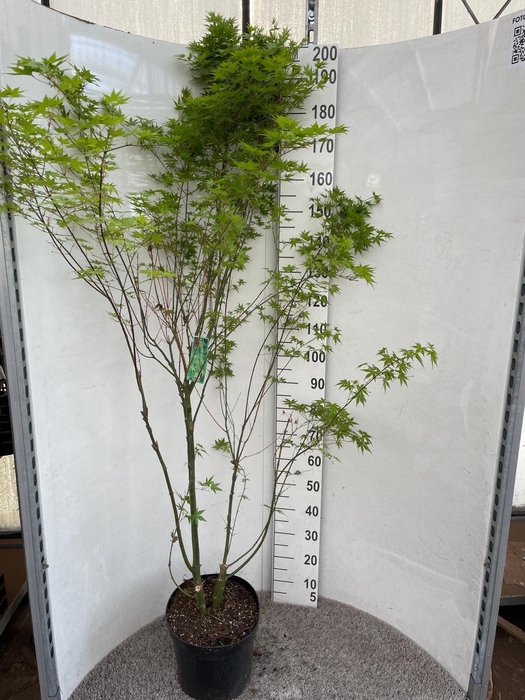 <h4>ACER PALMATUM</h4>