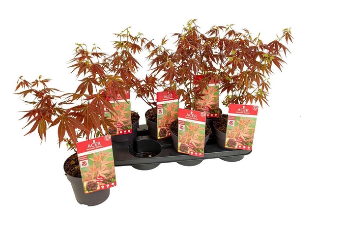 <h4>Acer palmatum 'Atropurpureum'</h4>