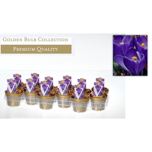 Crocus blauw