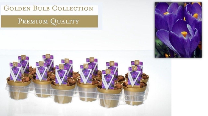 <h4>Crocus blauw</h4>