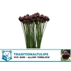 ALLIUM FORELOCK