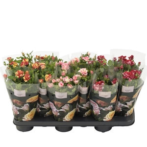 Nolina Roses Ø 10.5 cm Mix st. 2-3