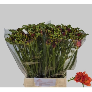 Freesia du Mandarine