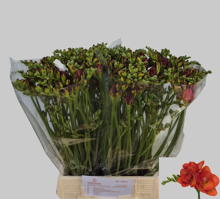 <h4>Freesia du Mandarine</h4>