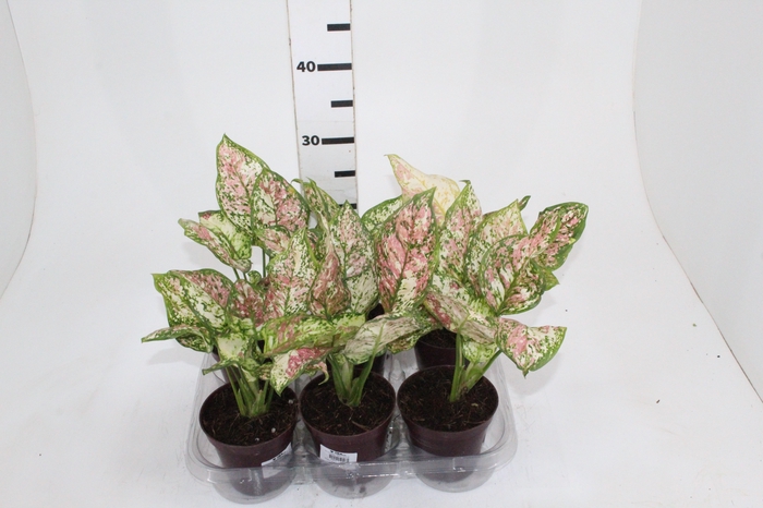 <h4>AGLAONEMA TRICOLOR P12</h4>