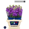 Matth Iron Purple