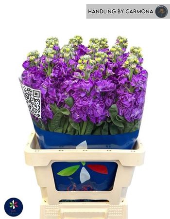 Matth Iron Purple