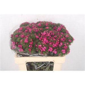 Di Barb Lord Hotpink