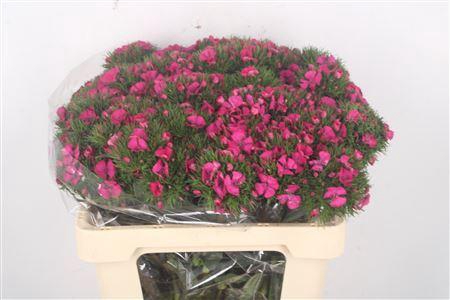 <h4>Di Barb Lord Hotpink</h4>