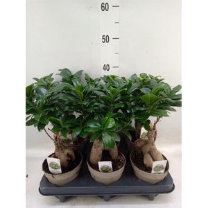 Ficus microcarpa 'Ginseng'